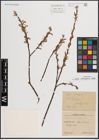 Foto von Salix eleagnos Scop.
